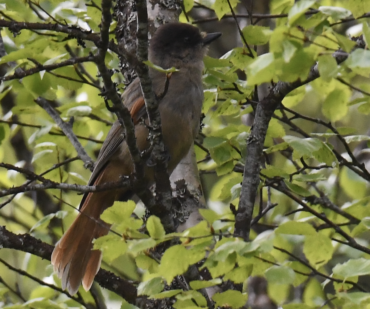 Siberian Jay - ML646219690