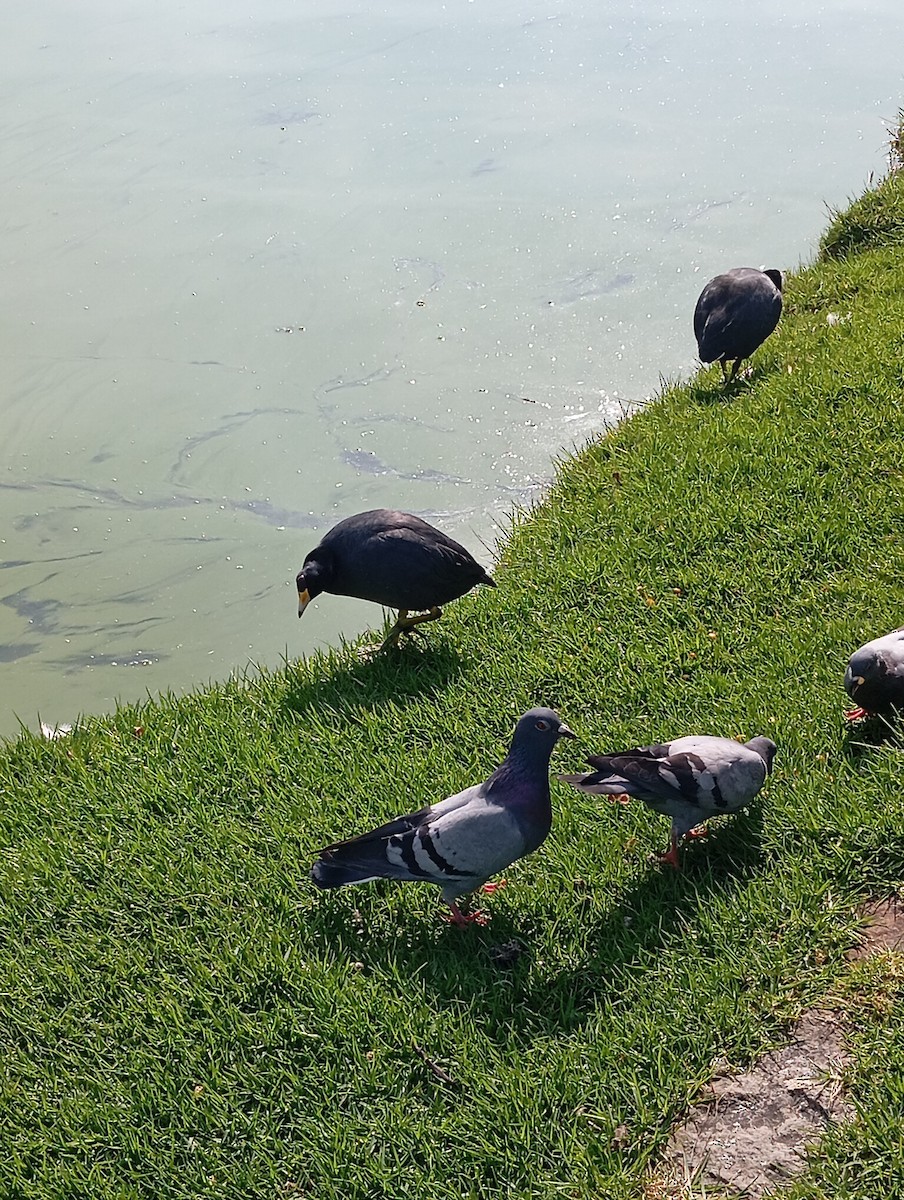 Rock Pigeon (Feral Pigeon) - ML646219699