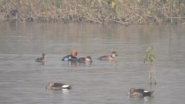 Pato Colorado - ML646219700