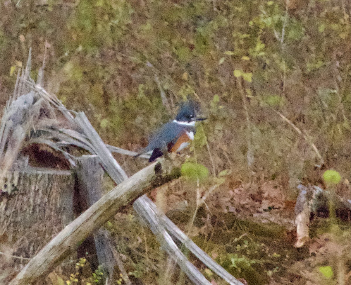 Belted Kingfisher - ML646219701