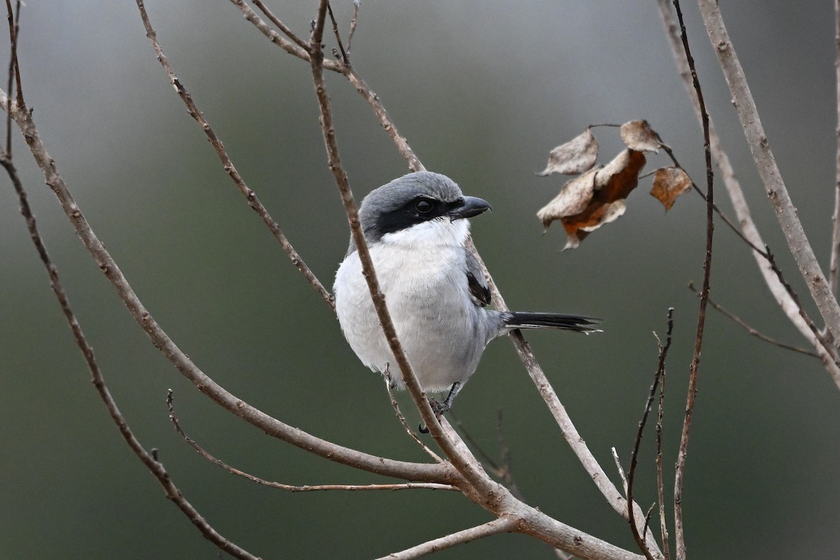 Loggerhead Shrike - ML646219709