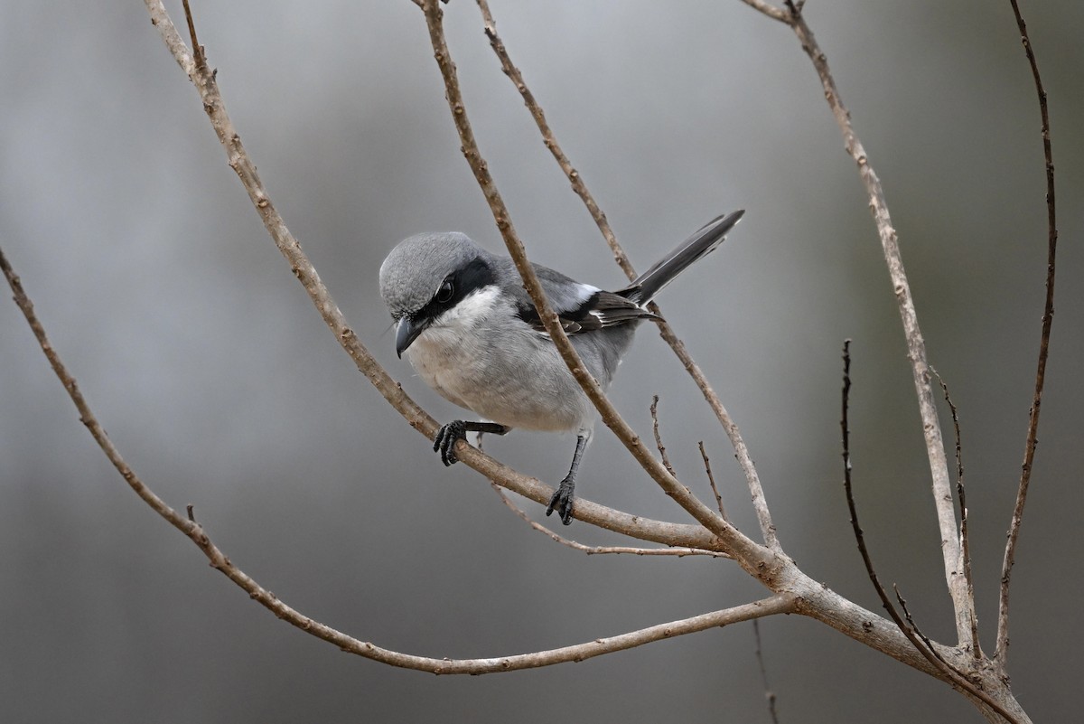 Loggerhead Shrike - ML646219710