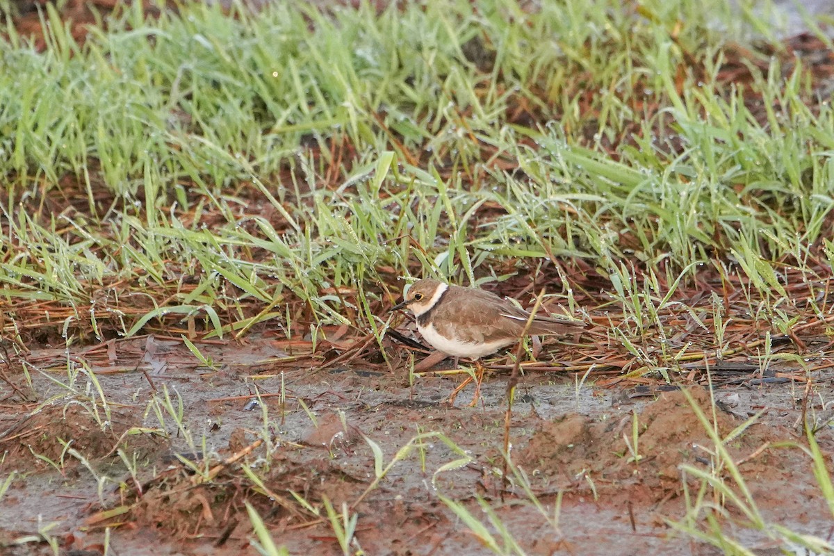plover sp. - ML646219718