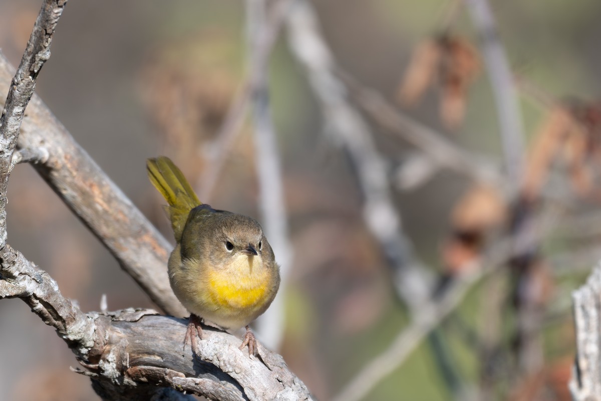 Common Yellowthroat - ML646219719