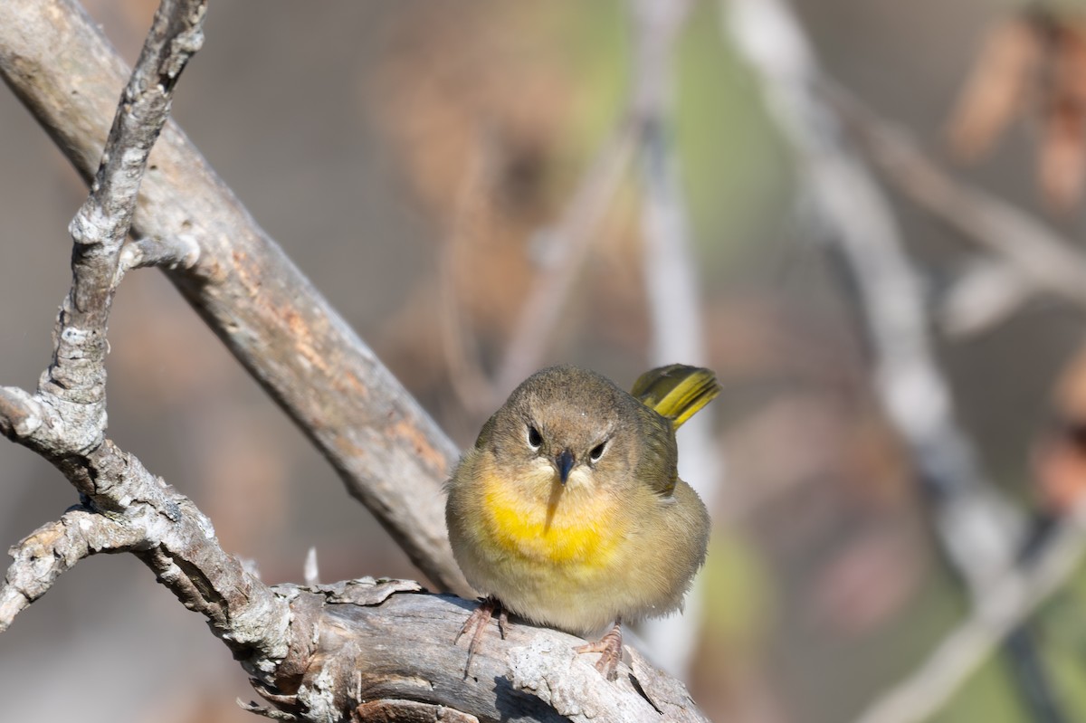 Common Yellowthroat - ML646219720