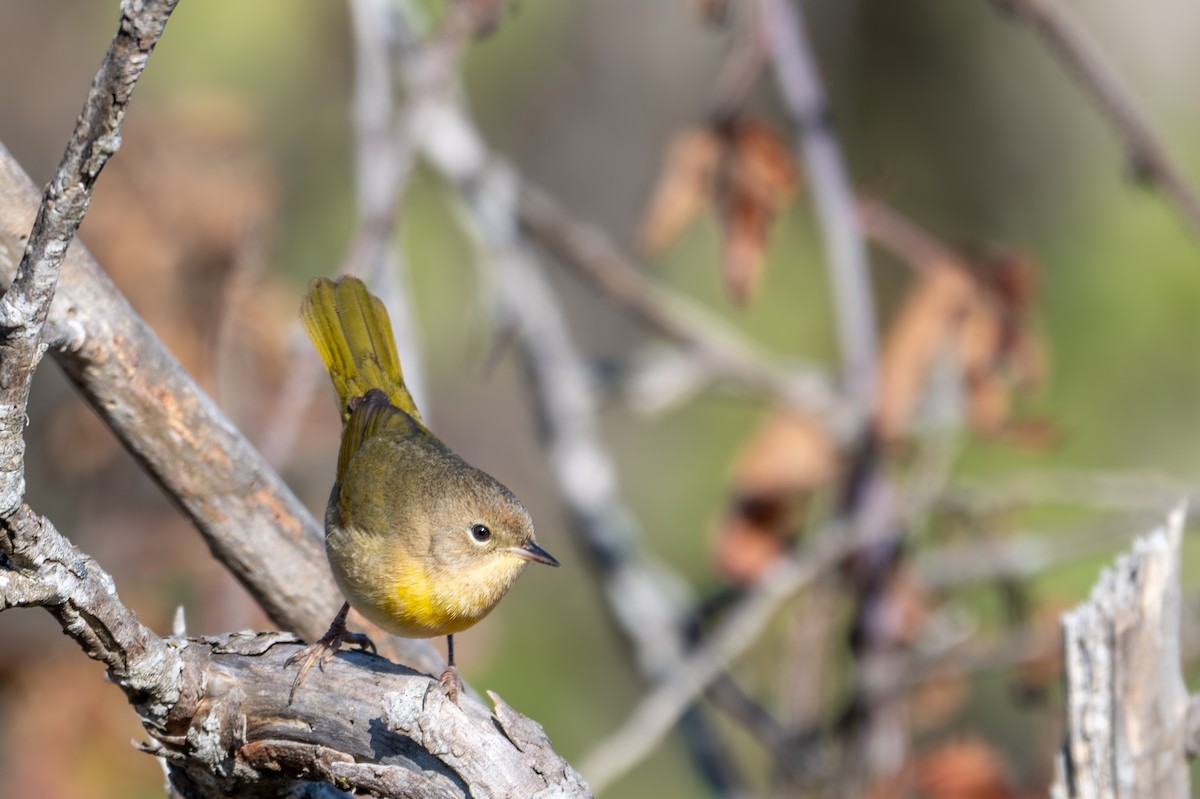 Common Yellowthroat - ML646219721