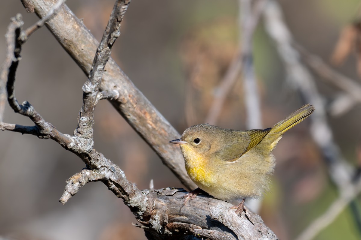 Common Yellowthroat - ML646219722
