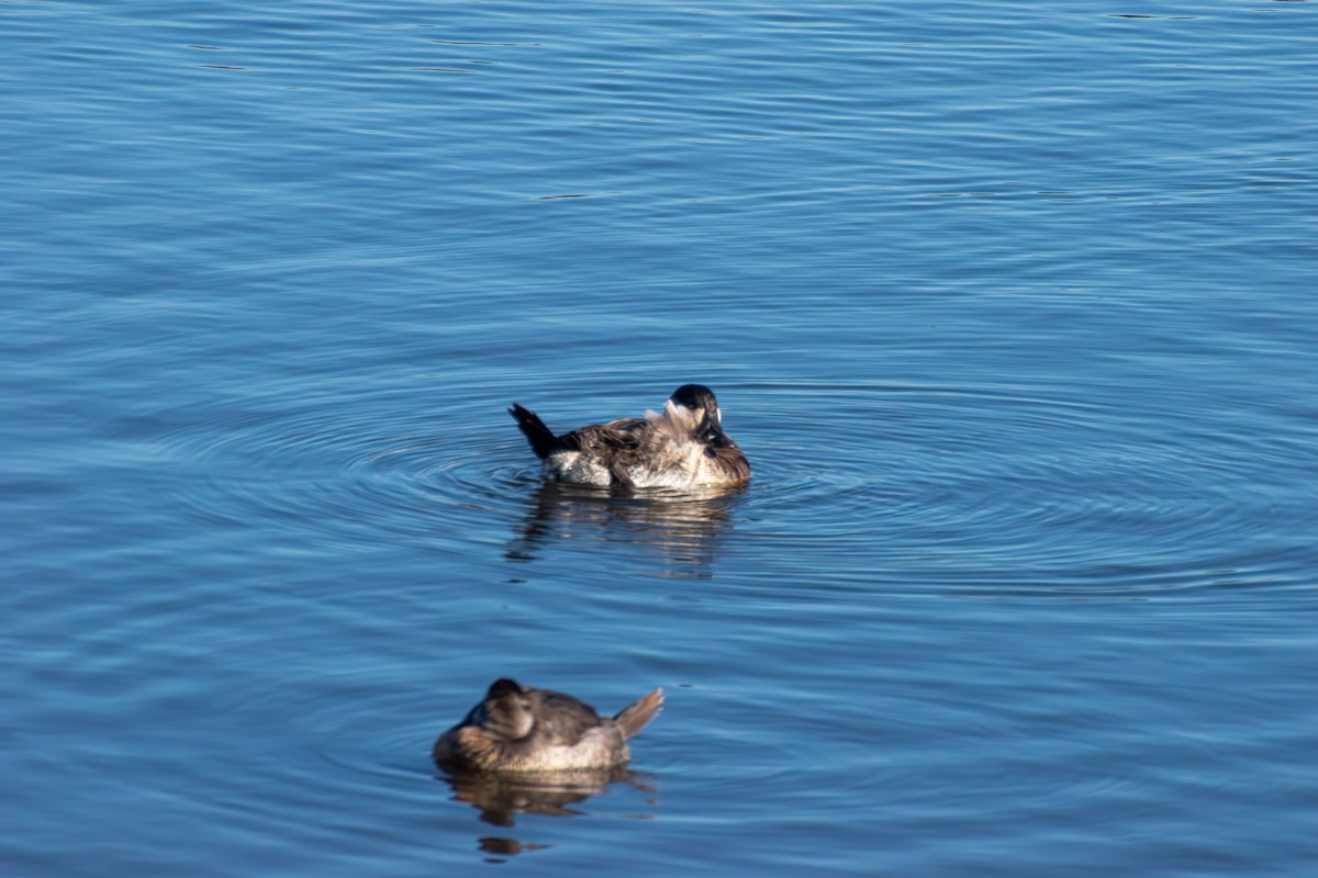 Ruddy Duck - ML646219733