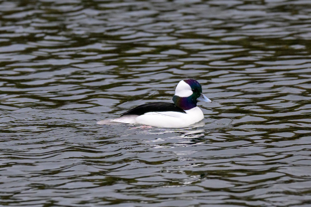 Гоголь-головастик - ML646219735