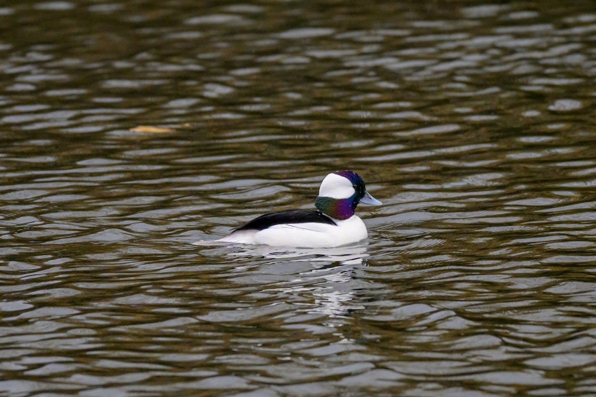 Гоголь-головастик - ML646219736