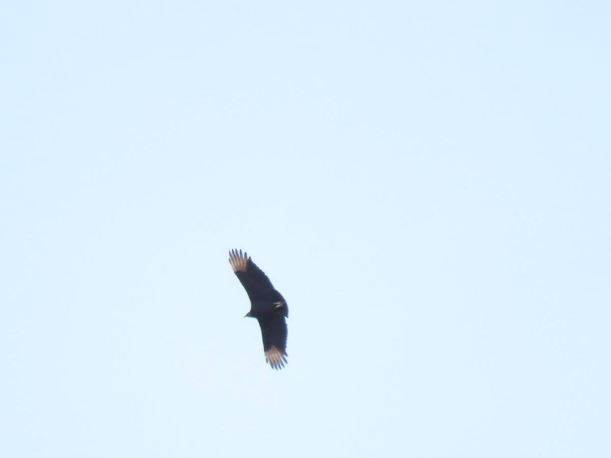 Black Vulture - ML646219739