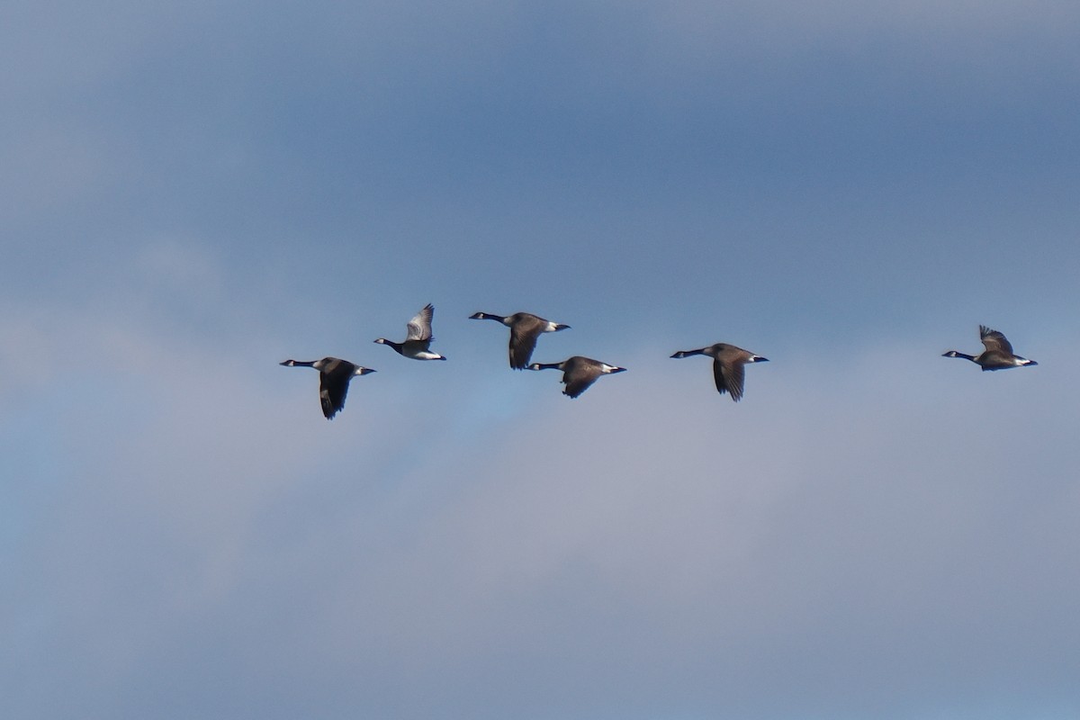 Barnacle Goose - ML646219740