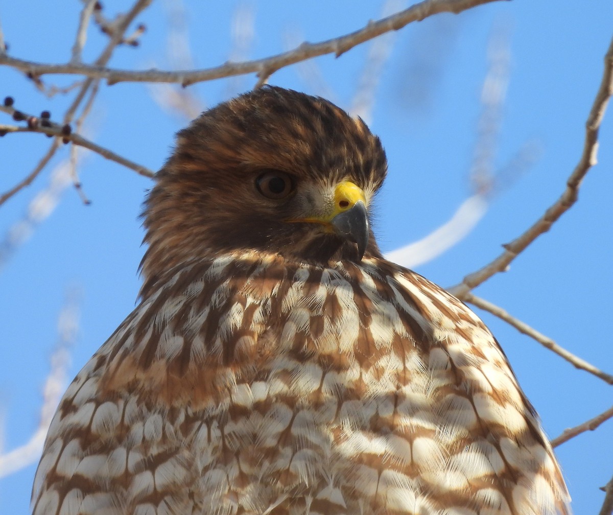 Red-shouldered Hawk - ML646219742