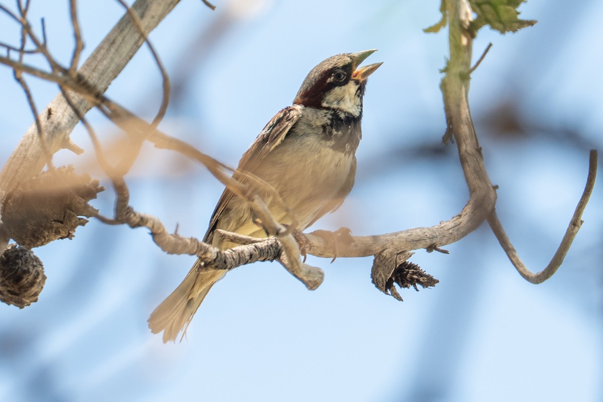 House Sparrow - ML646219744