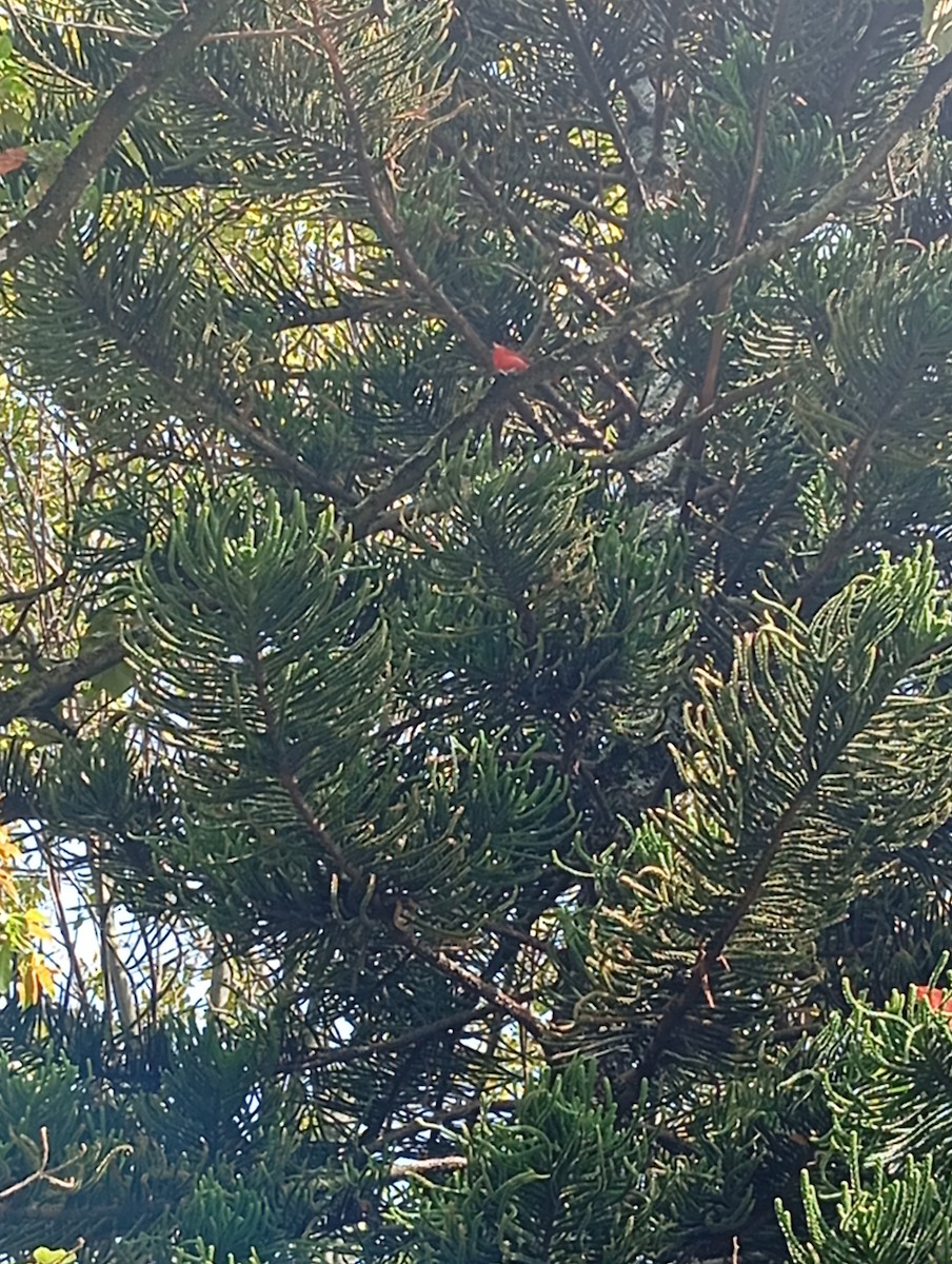 Summer Tanager - ML646219745