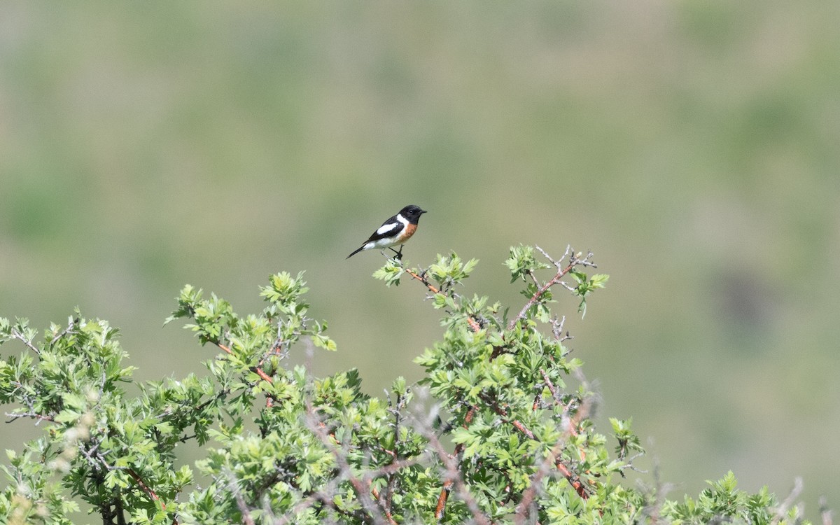 Siberian Stonechat - ML646219748