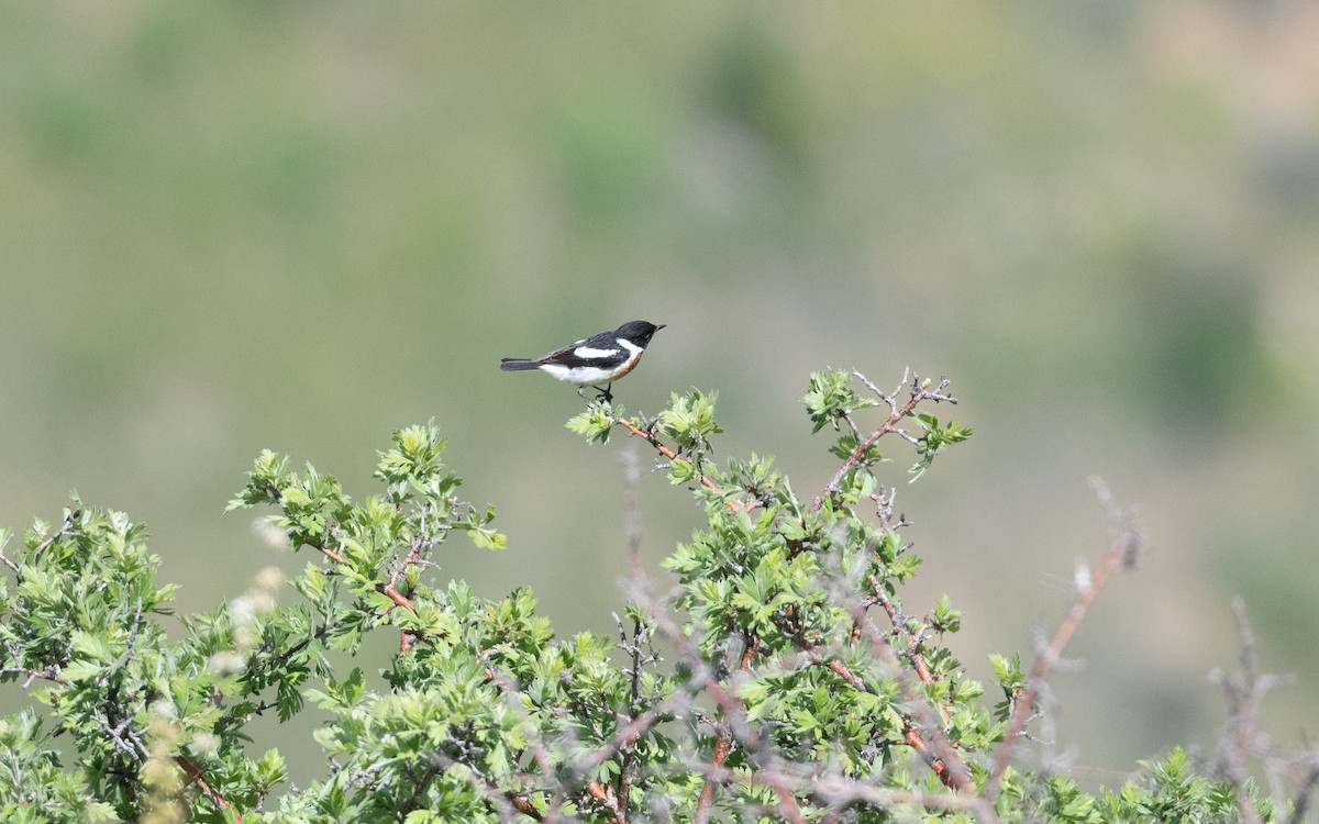Siberian Stonechat - ML646219750