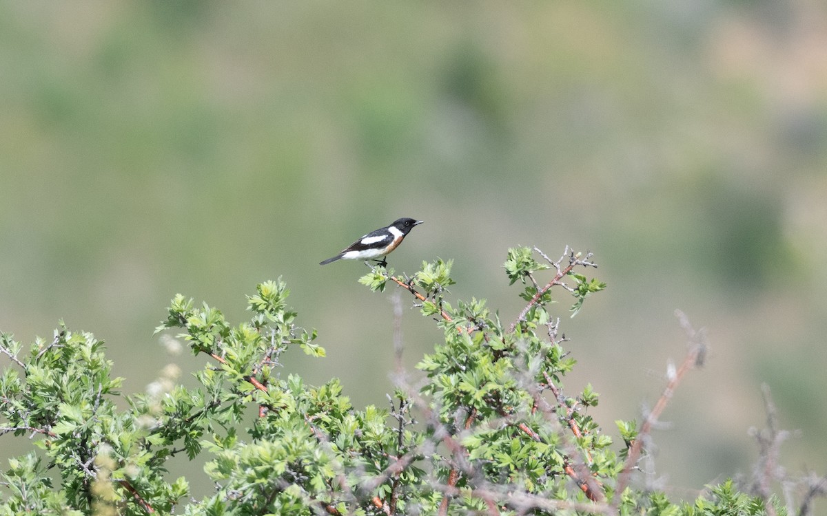 Siberian Stonechat - ML646219751