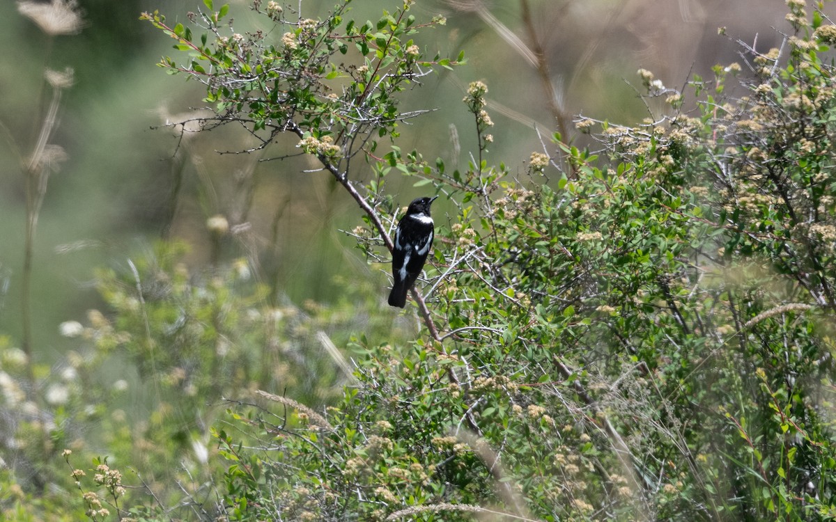 Siberian Stonechat - ML646219752