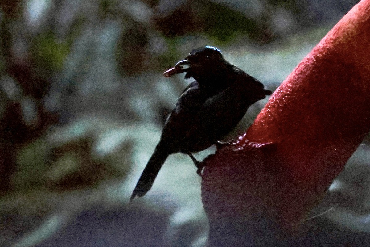 Vogelkop Lophorina - ML646219753