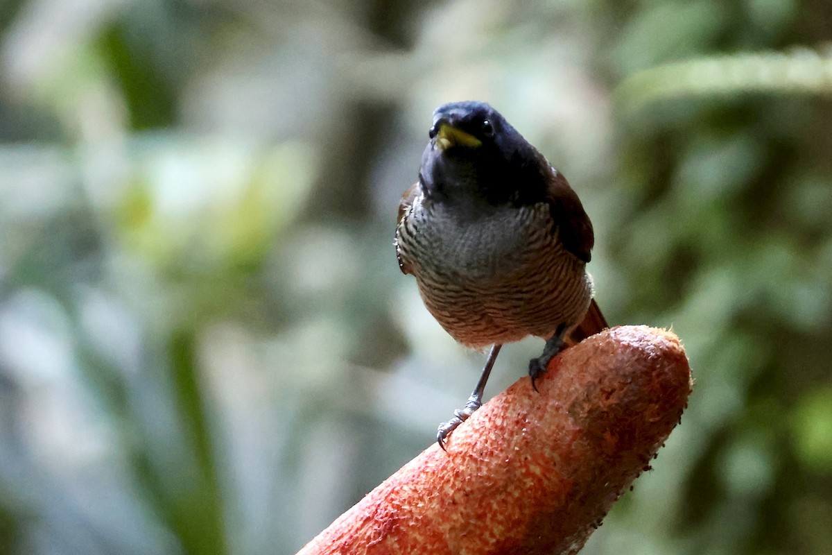 Vogelkop Lophorina - ML646219754