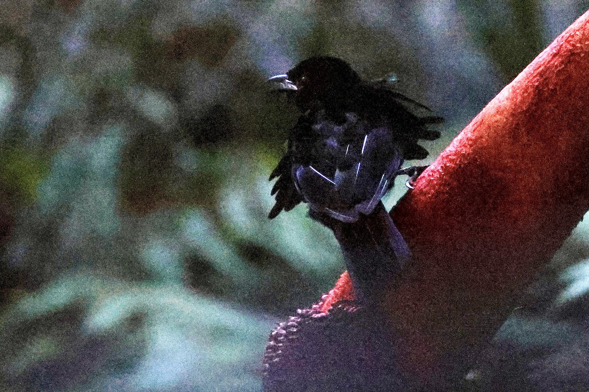 Vogelkop Lophorina - ML646219755