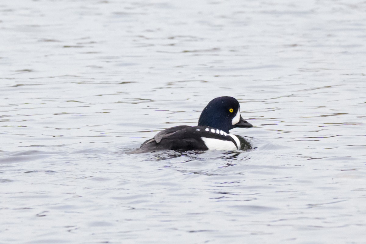 Barrow's Goldeneye - ML646219757