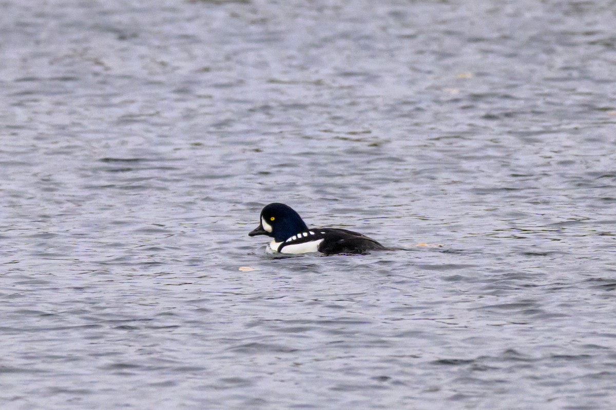 Barrow's Goldeneye - ML646219759
