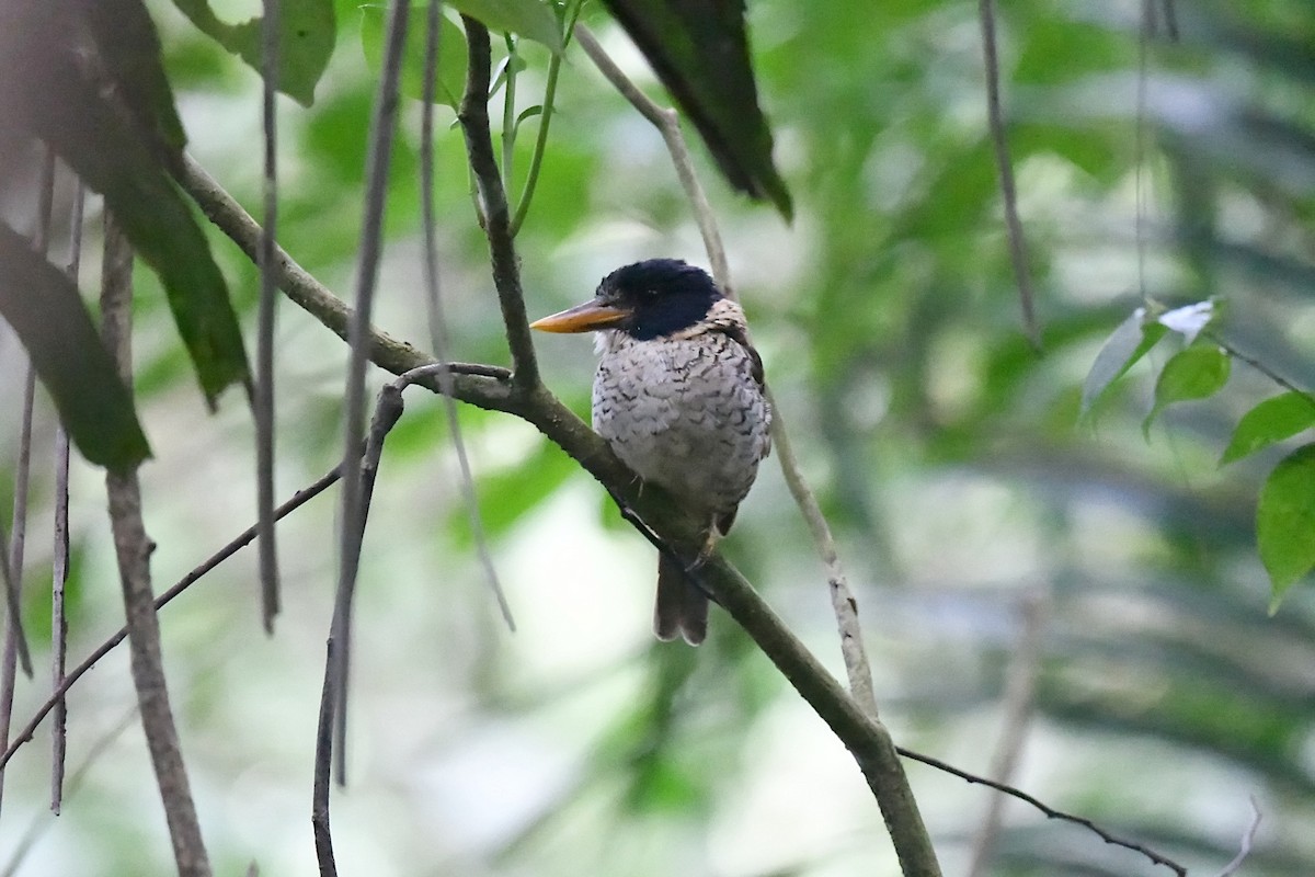 Scaly-breasted Kingfisher (Scaly-breasted) - ML646219760