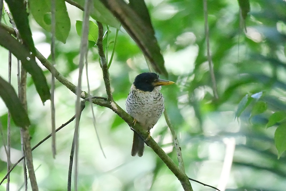 Scaly-breasted Kingfisher (Scaly-breasted) - ML646219761