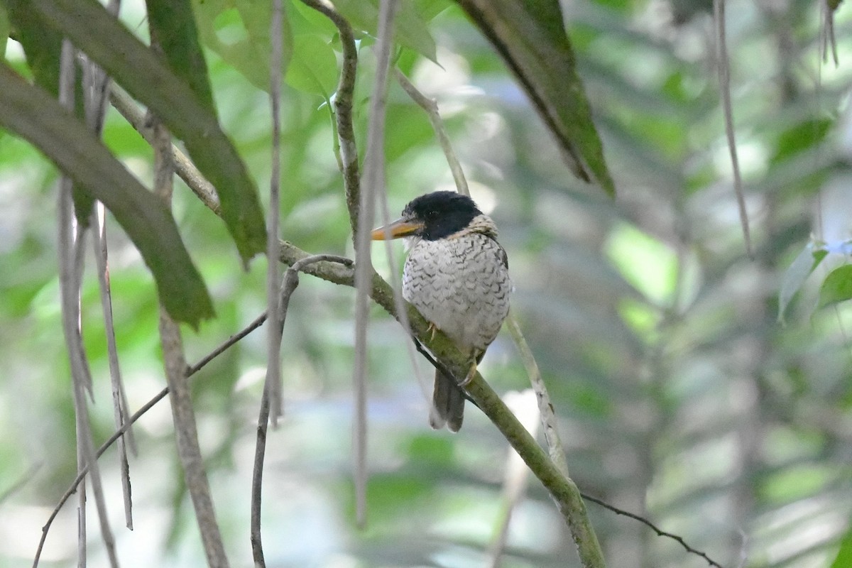 Scaly-breasted Kingfisher (Scaly-breasted) - ML646219762