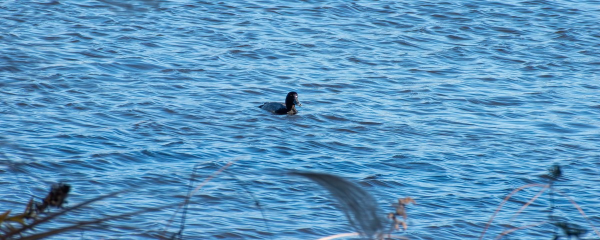 American Coot - ML646219763