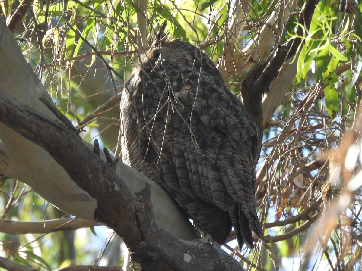 Great Horned Owl - ML646219765