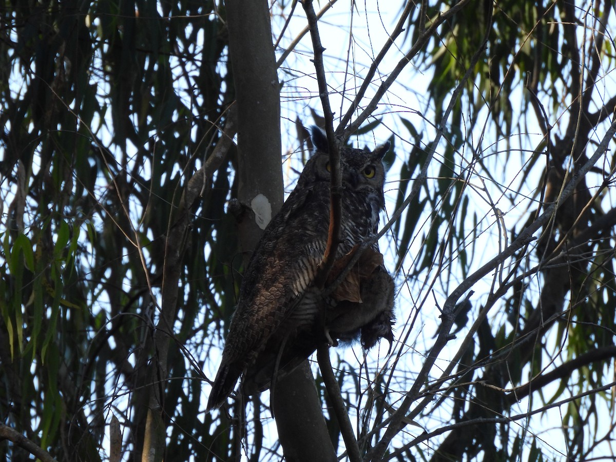 Great Horned Owl - ML646219766