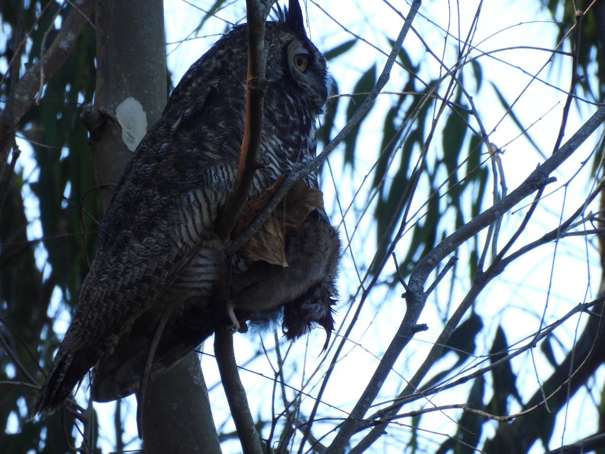 Great Horned Owl - ML646219767