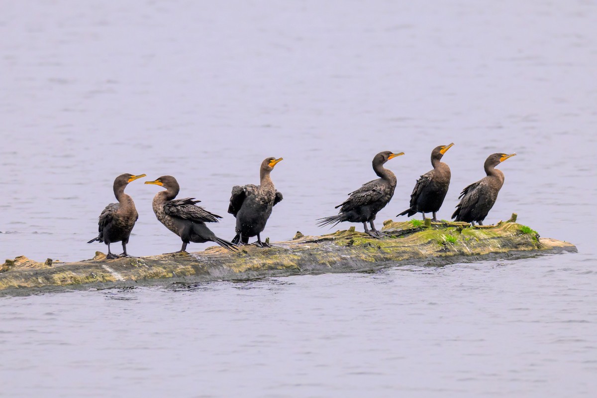 Ушастый баклан - ML646219769