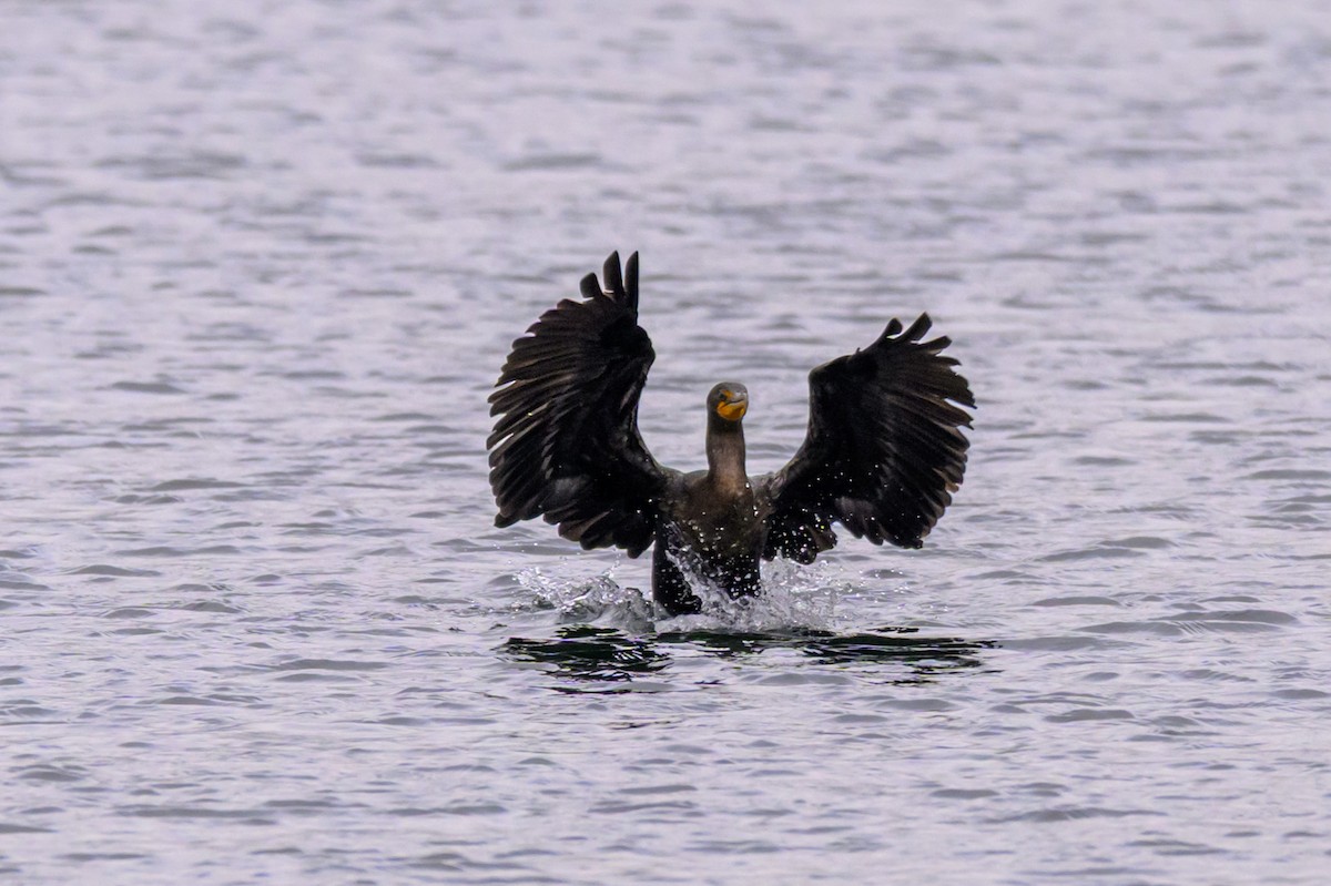 Ушастый баклан - ML646219771