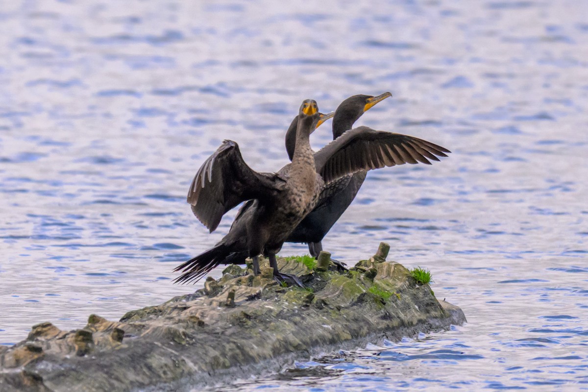 Ушастый баклан - ML646219772