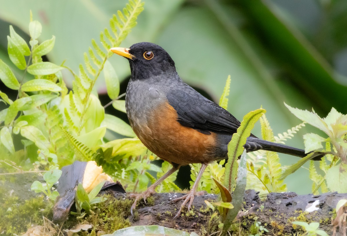 Chestnut-bellied Thrush - ML646219780