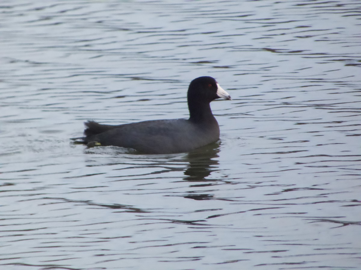 American Coot - ML646219781