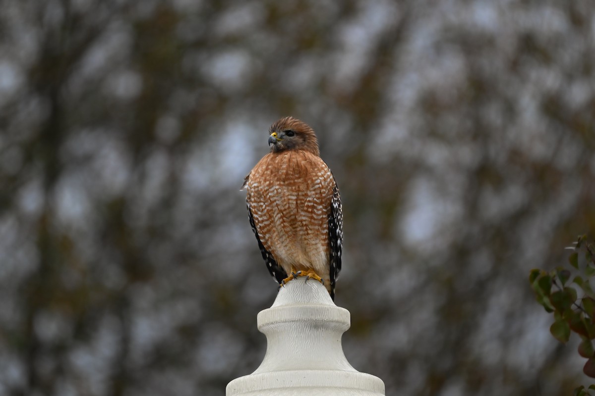 Red-shouldered Hawk - ML646219788