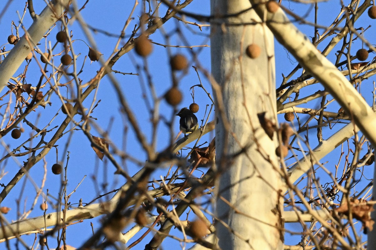 ציצנית אמריקנית - ML646219789