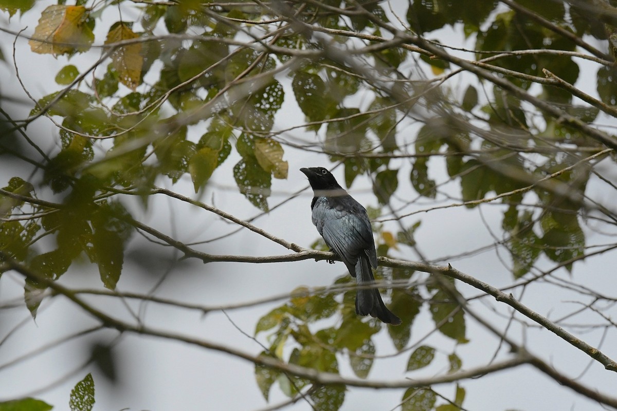 Hair-crested Drongo (White-eyed) - ML646219792