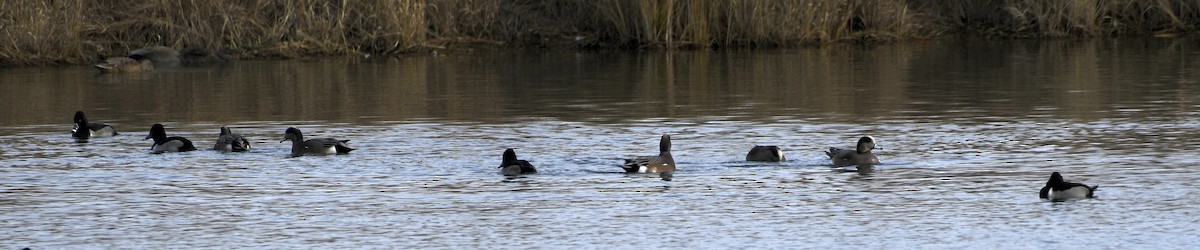 American Wigeon - ML646219794