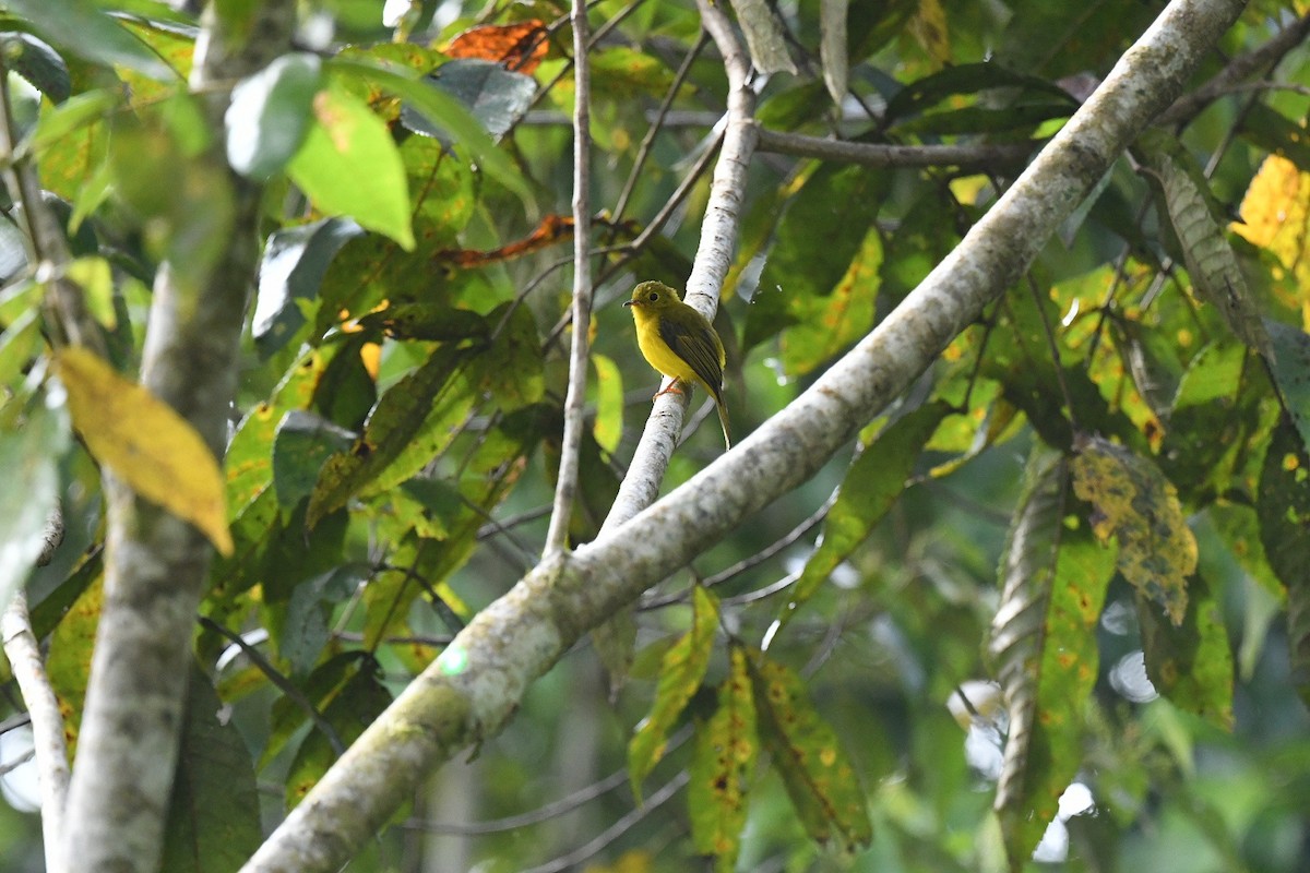 Papamoscas Citrino - ML646219796