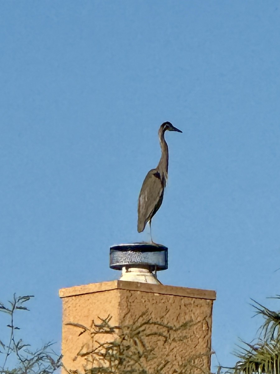 Great Blue Heron - ML646219799