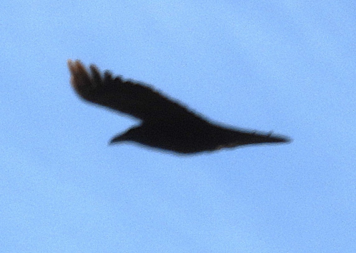 Common Raven - ML646219802