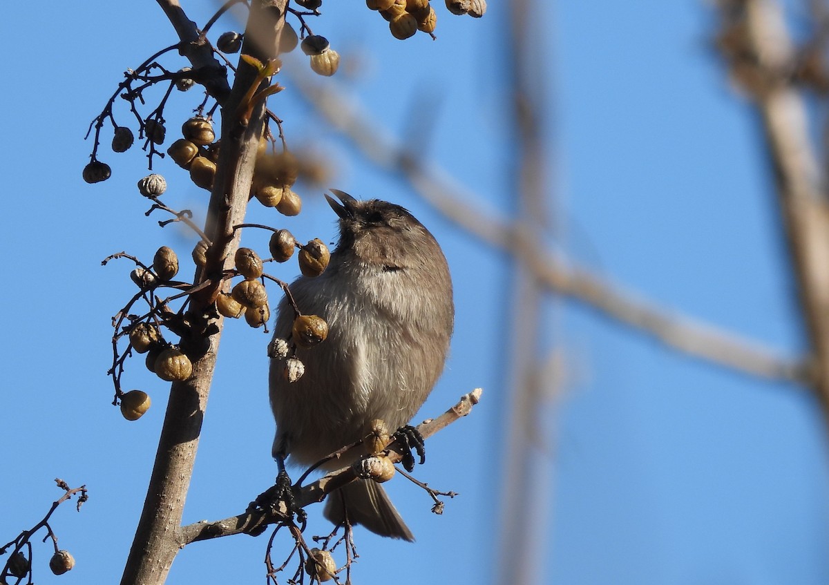 Bushtit - ML646219803