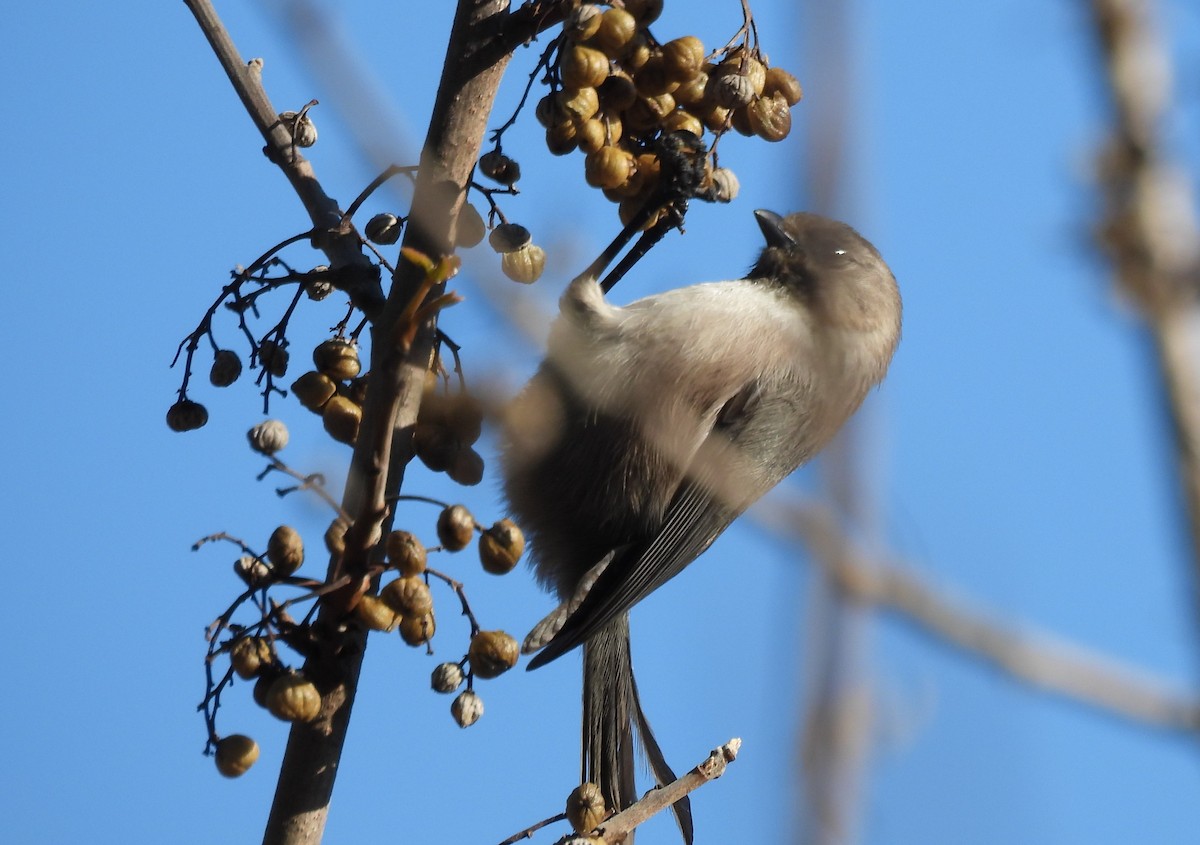 Bushtit - ML646219804