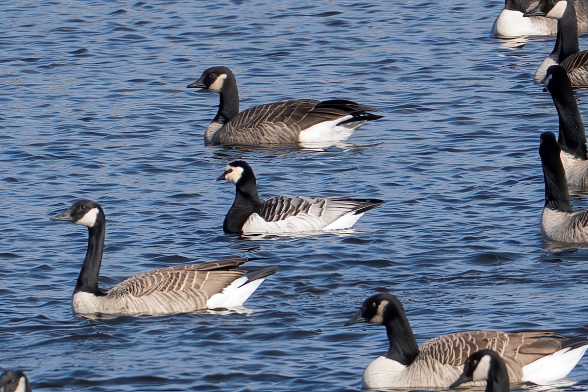 Bernache nonnette - ML646219810